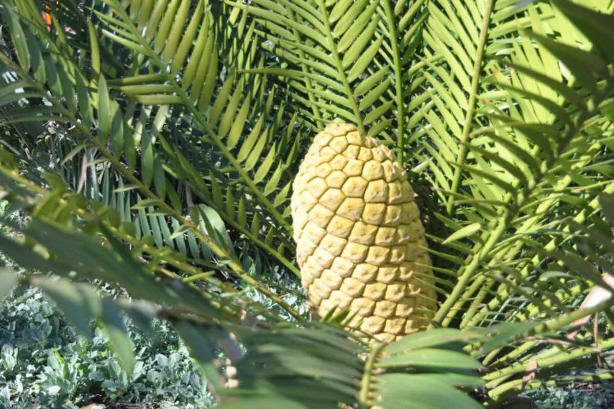 What is Esoszifediv Found In – Let’s Find Out
